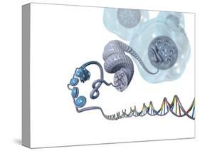 DNA Packaging, Artwork-Henning Dalhoff-Stretched Canvas