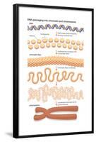 Dna Packaging into Chromatin and Chromosome. Genetics-Encyclopaedia Britannica-Framed Poster