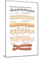 Dna Packaging into Chromatin and Chromosome. Genetics-Encyclopaedia Britannica-Mounted Poster