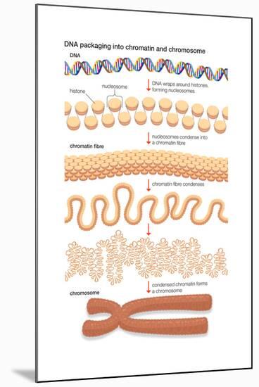 Dna Packaging into Chromatin and Chromosome. Genetics-Encyclopaedia Britannica-Mounted Poster