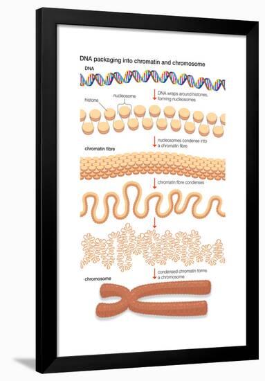 Dna Packaging into Chromatin and Chromosome. Genetics-Encyclopaedia Britannica-Framed Poster