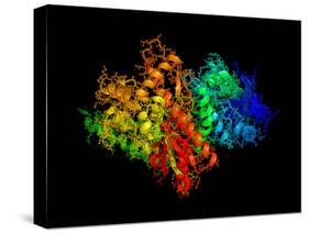 DNA Polymerase Klenow Fragment-Laguna Design-Stretched Canvas