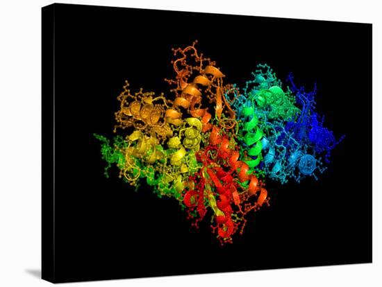 DNA Polymerase Klenow Fragment-Laguna Design-Stretched Canvas