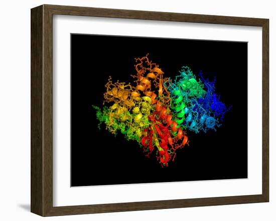 DNA Polymerase Klenow Fragment-Laguna Design-Framed Photographic Print