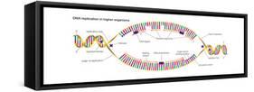 Dna Replication in Higher Organisms Begins at Multiple Origins and Progresses in Two Directions-Encyclopaedia Britannica-Framed Stretched Canvas