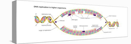Dna Replication in Higher Organisms Begins at Multiple Origins and Progresses in Two Directions-Encyclopaedia Britannica-Stretched Canvas