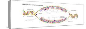Dna Replication in Higher Organisms Begins at Multiple Origins and Progresses in Two Directions-Encyclopaedia Britannica-Stretched Canvas