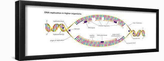 Dna Replication in Higher Organisms Begins at Multiple Origins and Progresses in Two Directions-Encyclopaedia Britannica-Framed Poster