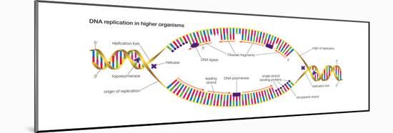 Dna Replication in Higher Organisms Begins at Multiple Origins and Progresses in Two Directions-Encyclopaedia Britannica-Mounted Poster