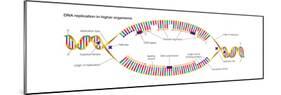 Dna Replication in Higher Organisms Begins at Multiple Origins and Progresses in Two Directions-Encyclopaedia Britannica-Mounted Poster