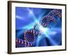 DNA Strand, Artwork-PASIEKA-Framed Photographic Print