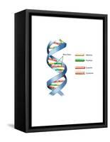 DNA-Spencer Sutton-Framed Stretched Canvas