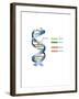 DNA-Spencer Sutton-Framed Art Print
