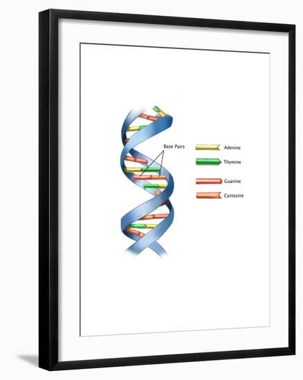 DNA-Spencer Sutton-Framed Art Print