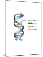 DNA-Spencer Sutton-Mounted Art Print