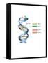 DNA-Spencer Sutton-Framed Stretched Canvas