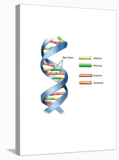 DNA-Spencer Sutton-Stretched Canvas