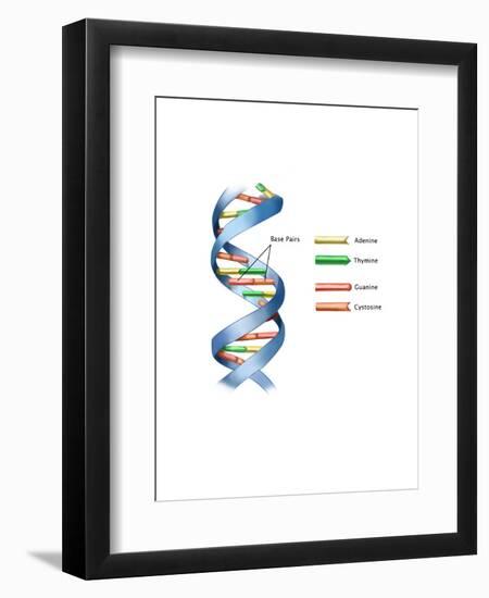 DNA-Spencer Sutton-Framed Art Print