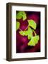 Do My Thing-Philippe Sainte-Laudy-Framed Photographic Print