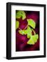 Do My Thing-Philippe Sainte-Laudy-Framed Photographic Print