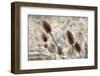 Do not touch me...-Gilbert Claes-Framed Photographic Print