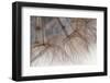 Do you see me ?-Heidi Westum-Framed Photographic Print