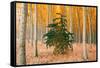 Do Your Own Thing, Northern Oregon Trees in Autumn-Vincent James-Framed Stretched Canvas