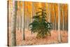 Do Your Own Thing, Northern Oregon Trees in Autumn-Vincent James-Stretched Canvas