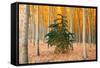 Do Your Own Thing, Northern Oregon Trees in Autumn-Vincent James-Framed Stretched Canvas