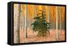 Do Your Own Thing, Northern Oregon Trees in Autumn-Vincent James-Framed Stretched Canvas