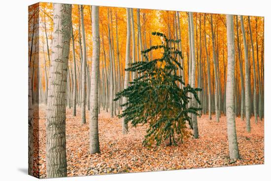 Do Your Own Thing, Northern Oregon Trees in Autumn-Vincent James-Stretched Canvas