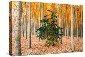 Do Your Own Thing, Northern Oregon Trees in Autumn-Vincent James-Stretched Canvas