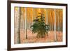 Do Your Own Thing, Northern Oregon Trees in Autumn-Vincent James-Framed Photographic Print