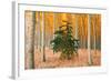 Do Your Own Thing, Northern Oregon Trees in Autumn-Vincent James-Framed Photographic Print