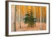 Do Your Own Thing, Northern Oregon Trees in Autumn-Vincent James-Framed Photographic Print