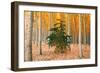 Do Your Own Thing, Northern Oregon Trees in Autumn-Vincent James-Framed Photographic Print