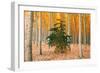 Do Your Own Thing, Northern Oregon Trees in Autumn-Vincent James-Framed Photographic Print