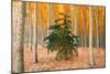 Do Your Own Thing, Northern Oregon Trees in Autumn-Vincent James-Mounted Photographic Print