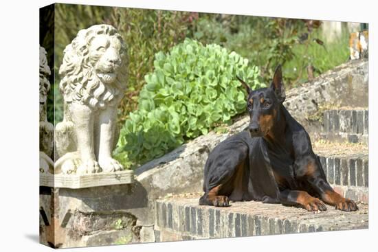 Doberman Lying on Steps-null-Stretched Canvas