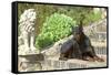 Doberman Lying on Steps-null-Framed Stretched Canvas