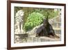 Doberman Lying on Steps-null-Framed Photographic Print