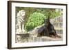 Doberman Lying on Steps-null-Framed Photographic Print