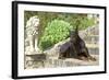 Doberman Lying on Steps-null-Framed Photographic Print