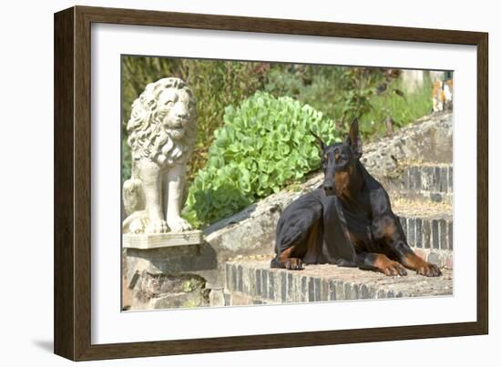 Doberman Lying on Steps-null-Framed Photographic Print