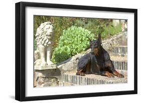 Doberman Lying on Steps-null-Framed Photographic Print