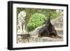 Doberman Lying on Steps-null-Framed Photographic Print