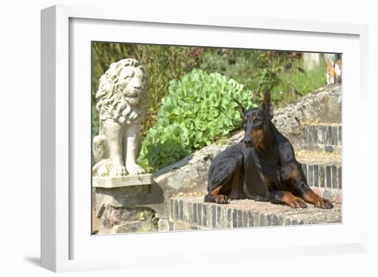 Doberman Lying on Steps-null-Framed Photographic Print