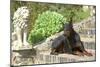 Doberman Lying on Steps-null-Mounted Photographic Print
