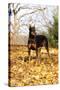 Doberman Pincher (Female) Standing in Yellow Maple Leaves, St. Charles, Illinois, USA-Lynn M^ Stone-Stretched Canvas