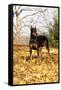 Doberman Pincher (Female) Standing in Yellow Maple Leaves, St. Charles, Illinois, USA-Lynn M^ Stone-Framed Stretched Canvas